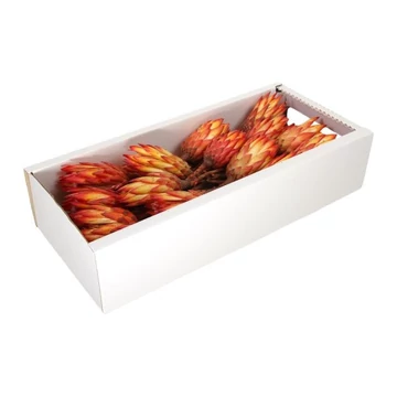 Protea szárított narancs  30 db