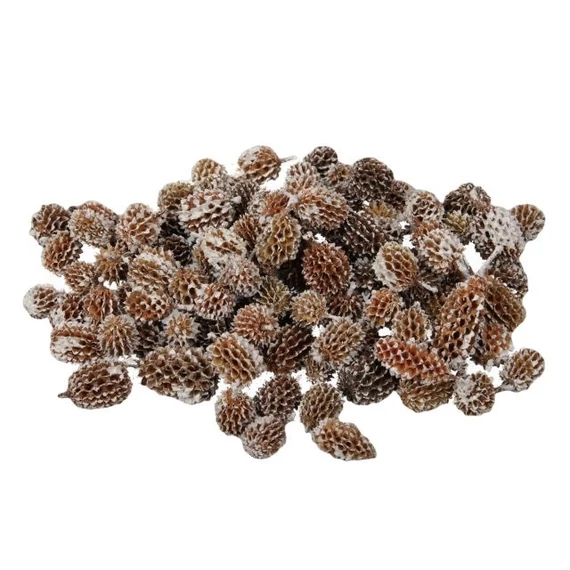 Szárított casuarina termés, 500 gr, barna