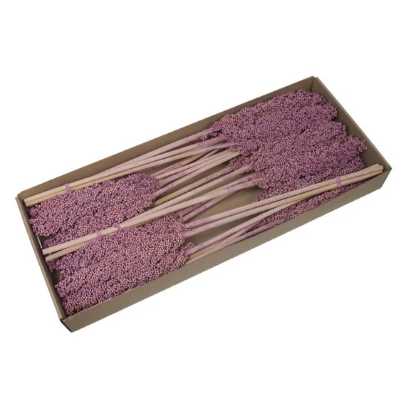 Cirok köteg dobozban rózsaszín 70-75 cm 8 db