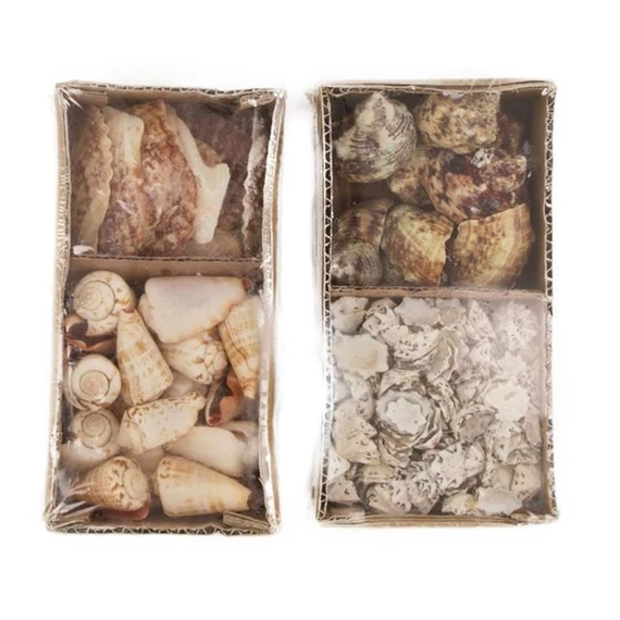 Csigaház mix 9x19x6 cm natúr 2 féle