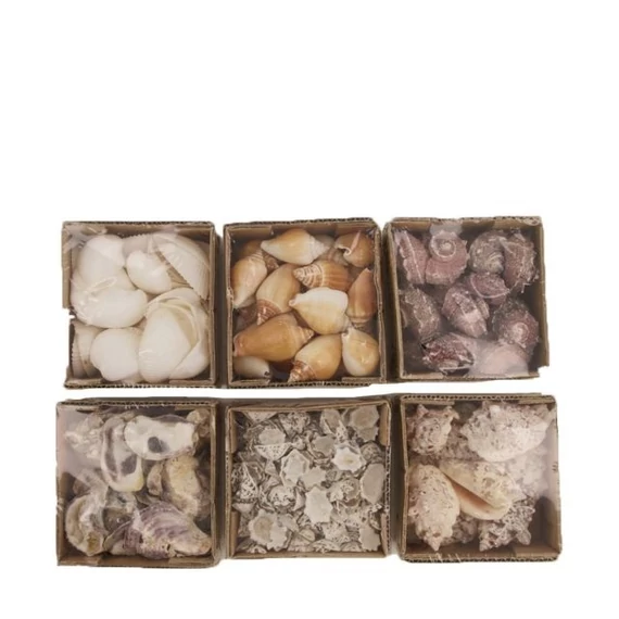 Kagyló mix 10x10x6cm fehér 6 féle