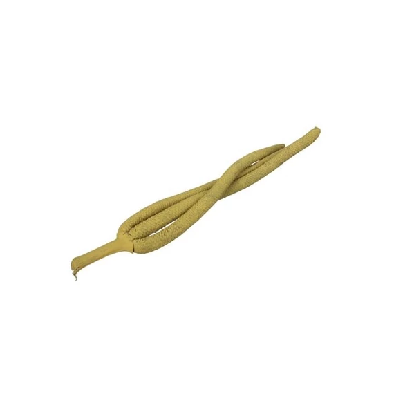 Pálma termés 30-40 cm mustársárga 5 db