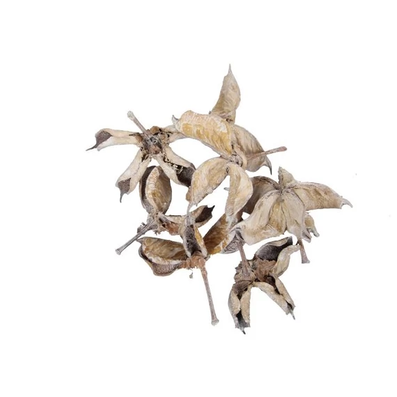 Szárított gyapot termés, 250 gr, fehér, 25 db