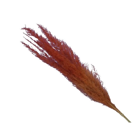 Pampafű csokor, narancssárga, 75 cm, 5 db