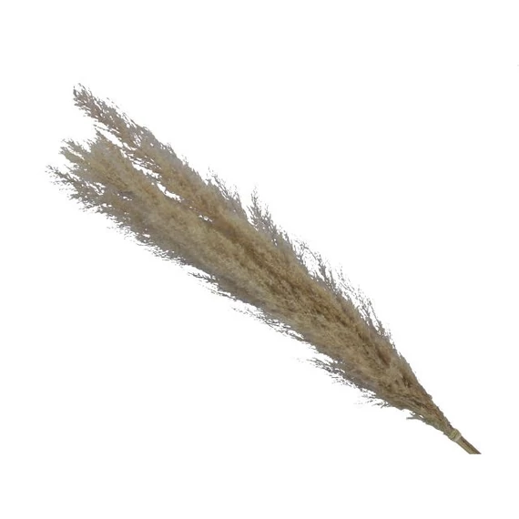 Pampafű csokor, natúr, 75 cm, 5 db