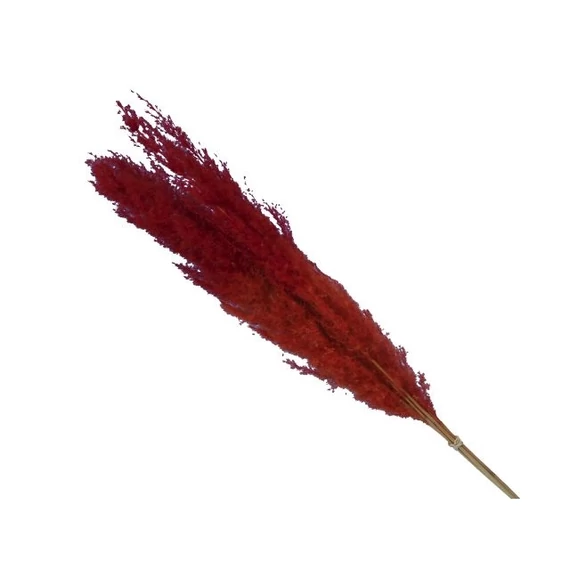 Pampafű csokor, piros, 75 cm, 5 db