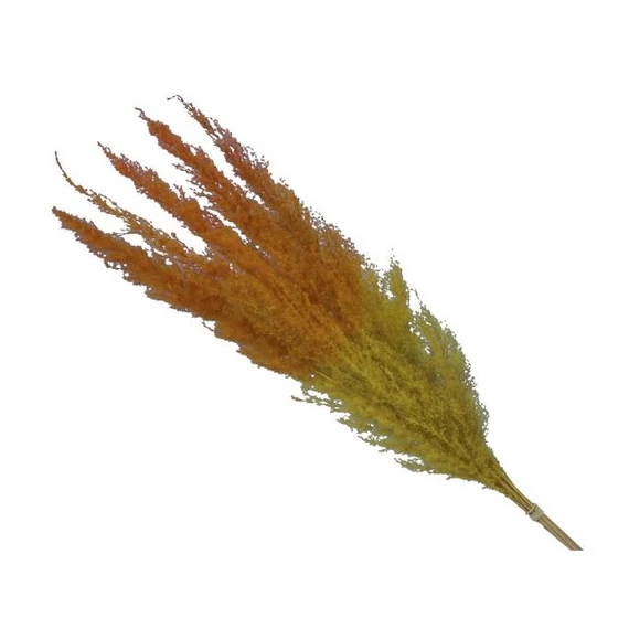 Pampafű csokor, sárga, 75 cm, 5 db