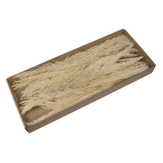 Pampafű csokor dobozban, fehér, 60-65 cm, 6 db