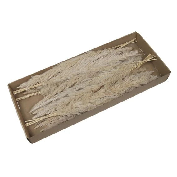 Pampafű csokor dobozban, natúr, 60-65 cm, 6 db