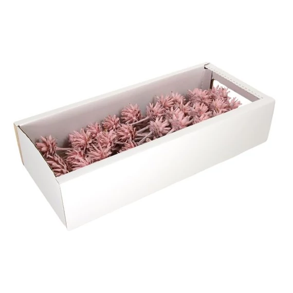 Protea szárított rózsaszín50 db