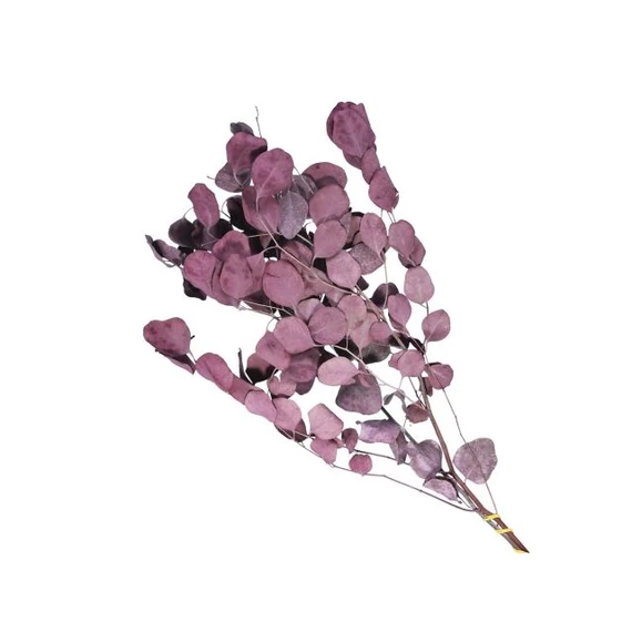 Bordó Populus ág szárított 55 cm