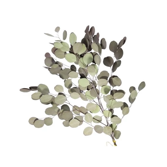 Populus ág szárított 55 cm zöld