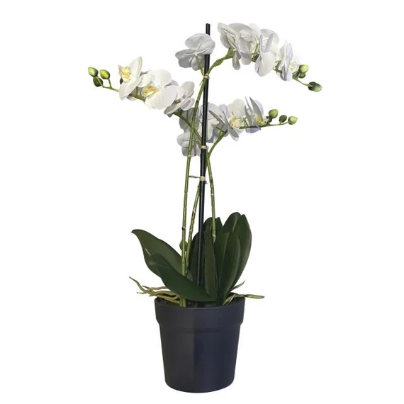 Selyemvirág orchidea, 3 ágú, cserepes, 67 cm, fehér