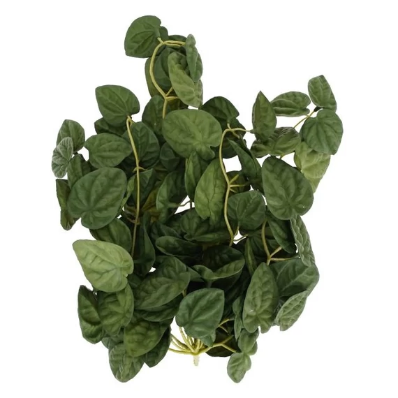 Selyemvirág futó Peperomia 35 cm zöld