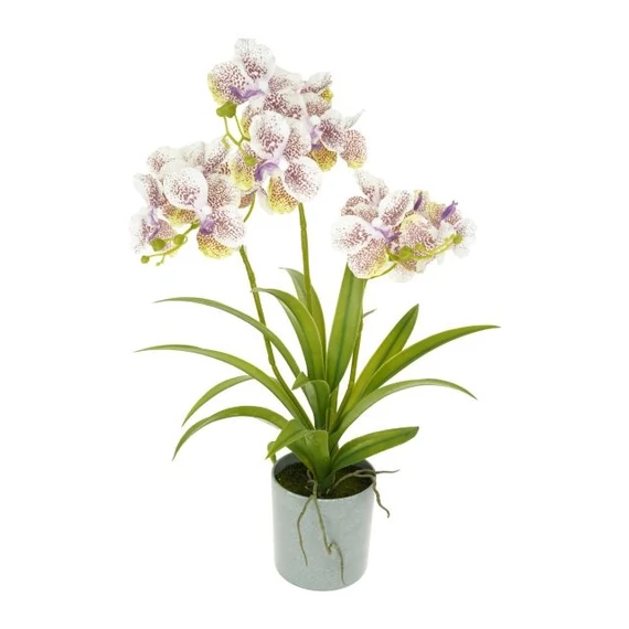 Selyemvirág orchidea, Vanda, 3 ágú, kaspóban, műanyag, 50 cm, fehér-lila