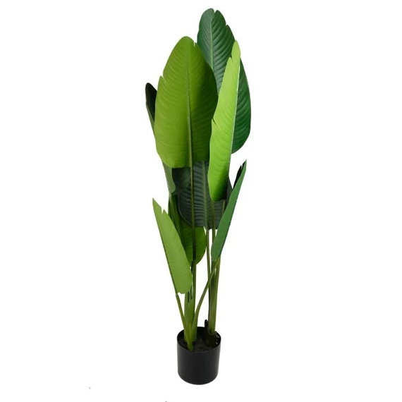 Selyemvirág Strelitzia cserepes 120 cm zöld