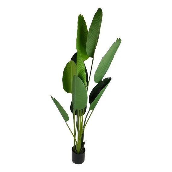 Selyemvirág Strelitzia cserepes zöld 185 cm