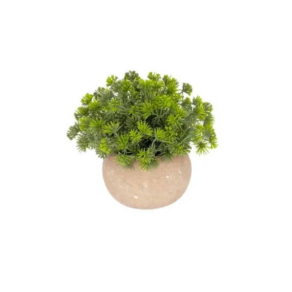 Selyemvirág tűlevelű növény kaspóban 14 cm zöld