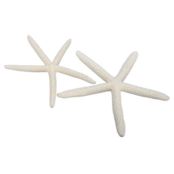 Szárított tengeri csillag fehér 15-20 cm 8 db