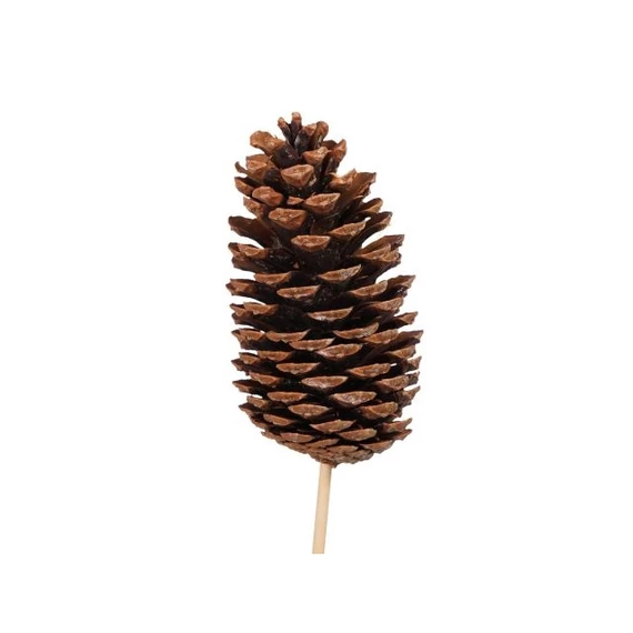 Betűzős toboz, szárított, 12-14 cm, barna, 6 db