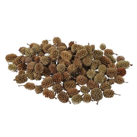 Szárított casuarina termés, 500 gr, barna