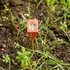 Kép 2/2 - Kerti hydrométer