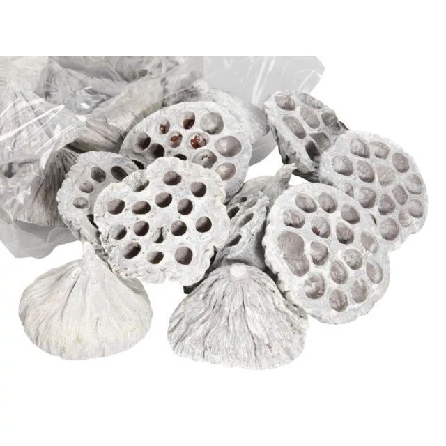 Szárított lotus 7-9 cm, fehér, 25 db