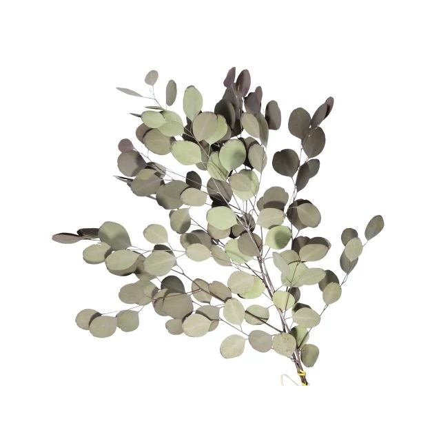 Populus ág szárított 55 cm zöld