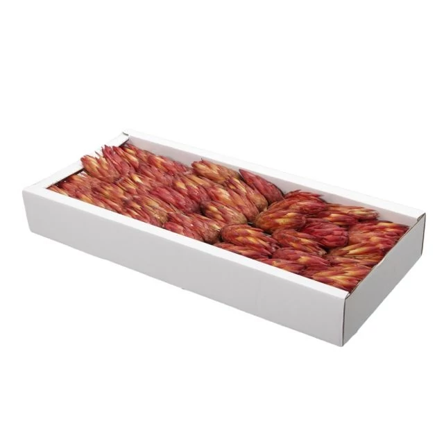 Protea szárított narancs 10 db0