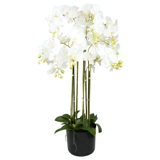 Selyemvirág Lepkeorchidea, 9 ágú, kaspóban, műanyag, 110 cm, fehér-zöld