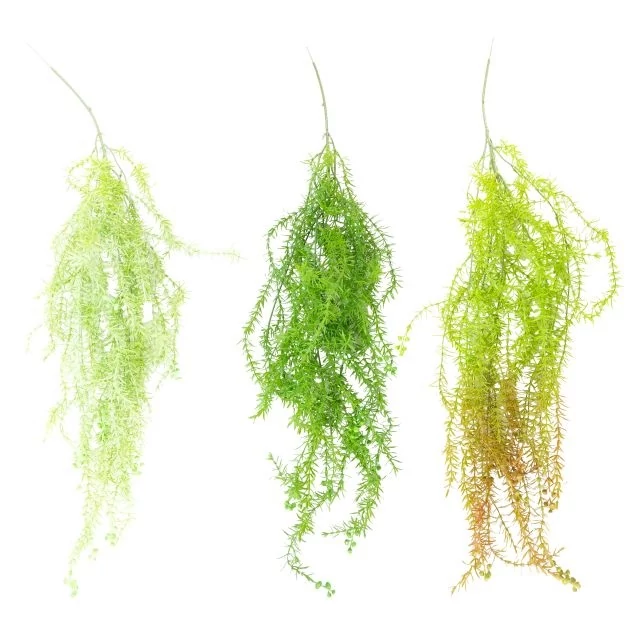 Selyemvirág Asparagus füzér 100 cm zöld 3 féle