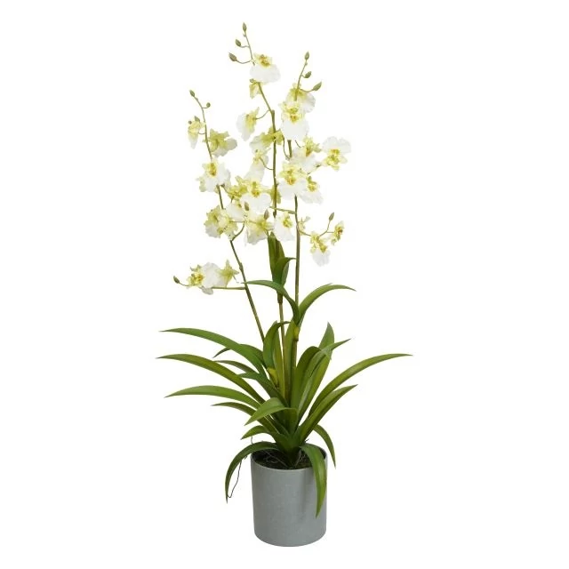 Selyemvirág orchidea, 3 ágú, Oncidium, kaspóban, műanyag, 70 cm, fehér, zöld