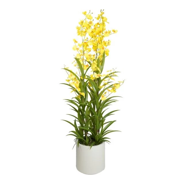 Selyemvirág orchidea, Oncidium, 3 ágú, kaspóban, műanyag, 112 cm, sárga-zöld