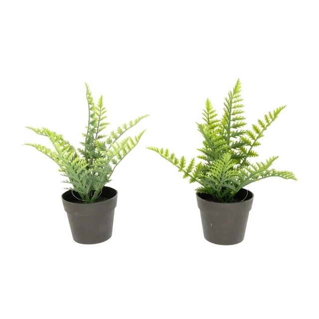 Selyemvirág Páfrány cserepes 25 cm 2 féle zöld