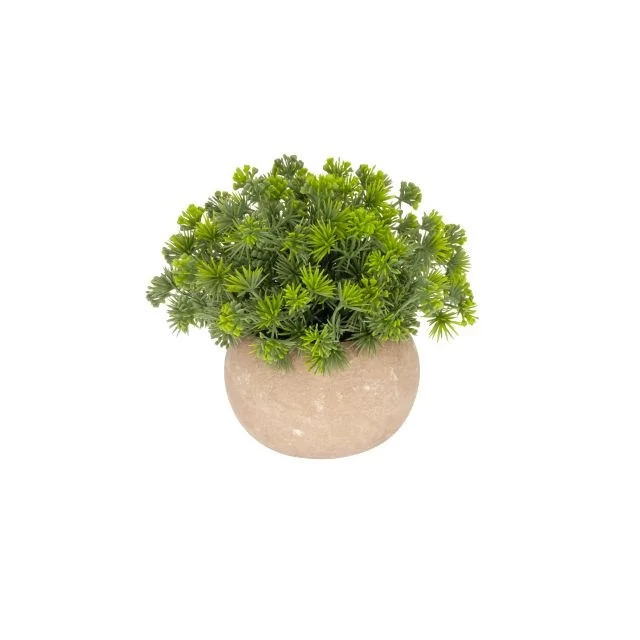 Selyemvirág tűlevelű növény kaspóban 14 cm zöld