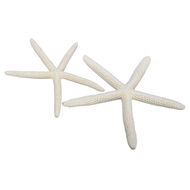 Szárított tengeri csillag fehér 15-20 cm 8 db