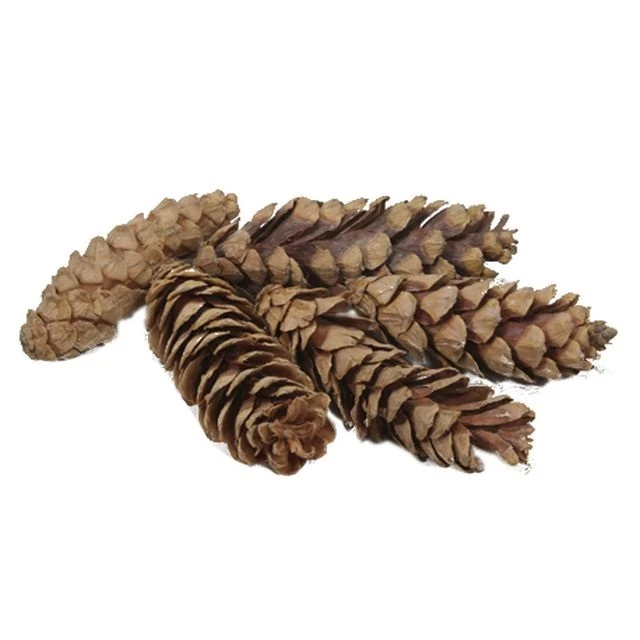 Szárított toboz 10-15 cm, natúr,50 db